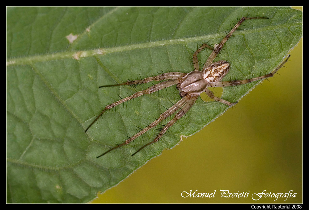 Maschio di Neoscona adianta e Araneus diadematus